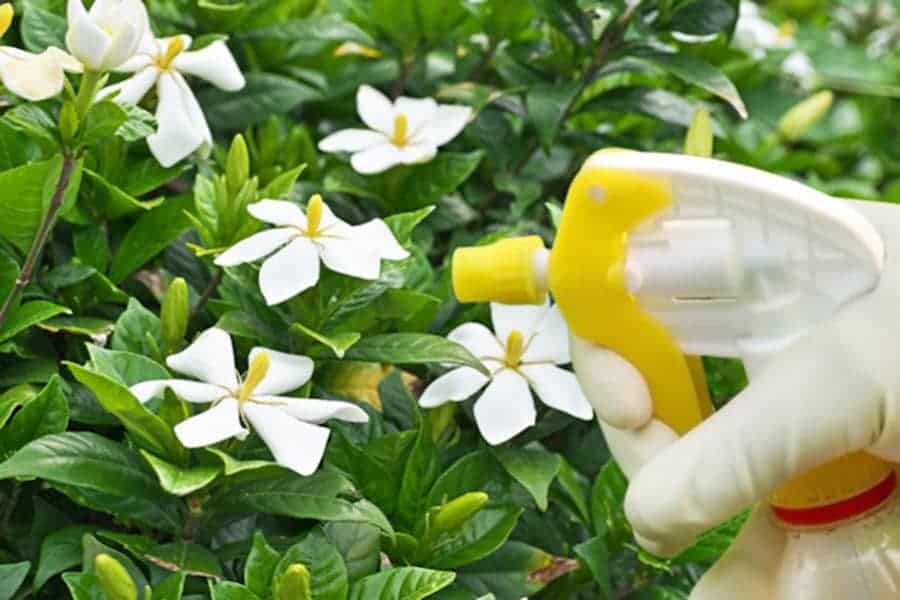 how to treat gardenias with Epsom salts