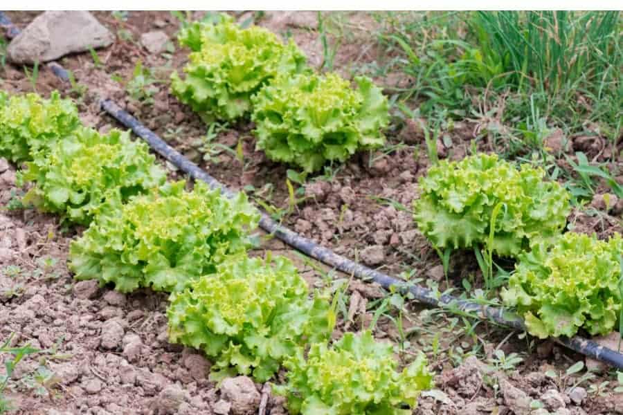 are soaker hoses safe for vegetables gardens