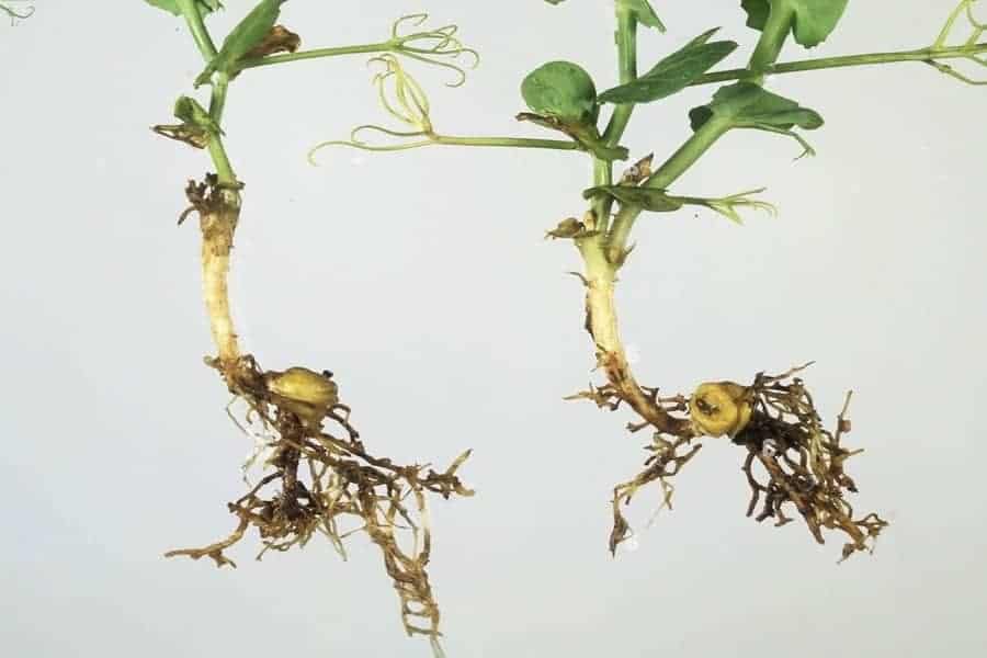 how to get rid of nematodes in garden soil